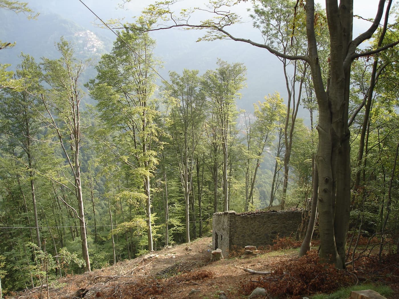 Attrezzatura forestale